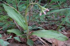 Geodorum densiflorum